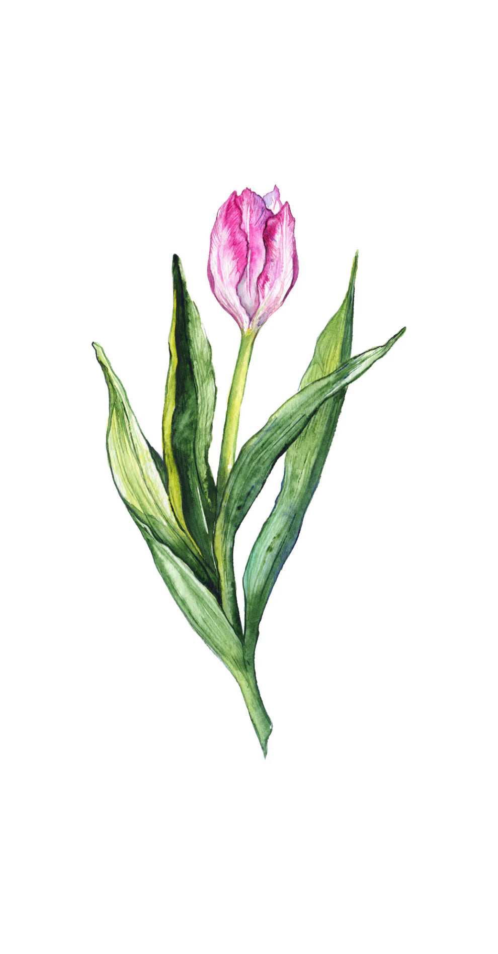 Field of Tulips - Guest / Cocktail Napkins